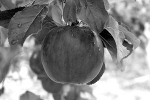 Apple analogy life coaching